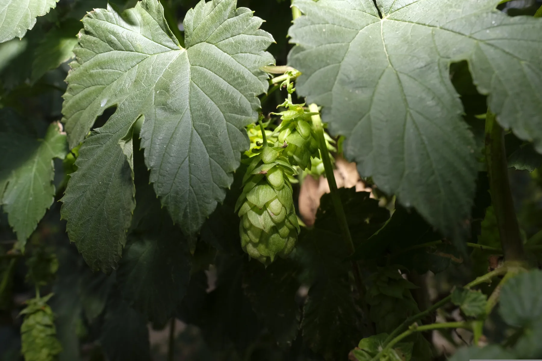 Hops & heritage